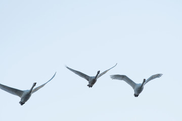 Whistling swans flying in the morning, in Lake Hyoko, Niigata prefecture, Japan