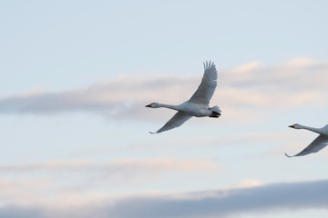 Whistling swans flying in the morning, in Lake Hyoko, Niigata prefecture, Japan