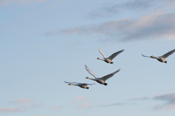 Whistling swans flying in the morning, in Lake Hyoko, Niigata prefecture, Japan