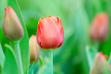 Fototapeta premium Red tulips with blurred background.