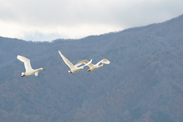 Fototapeta na wymiar Whistling swans flying in the morning, in Lake Hyoko, Niigata prefecture, Japan