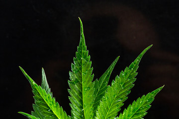  cannabis leaves with water droplets