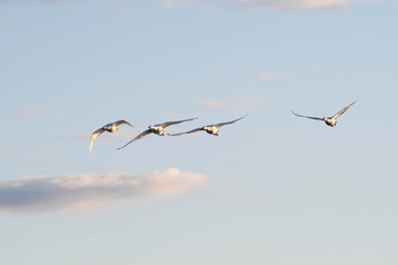 Whistling swans flying in the morning, in Lake Hyoko, Niigata prefecture, Japan