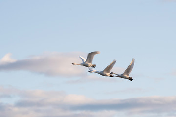 Whistling swans flying in the morning, in Lake Hyoko, Niigata prefecture, Japan
