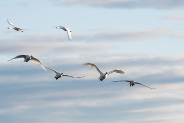 Whistling swans flying in the morning, in Lake Hyoko, Niigata prefecture, Japan