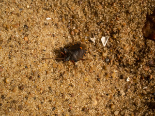 bug crawls on the sand on the river Bank, Russia.