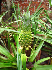 A pineapple in Spice garden close Kandy, Sri Lanka