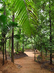 Obraz na płótnie Canvas Spice garden close Kandy, Sri Lanka