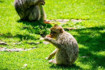 Macaque de Barbarie.
