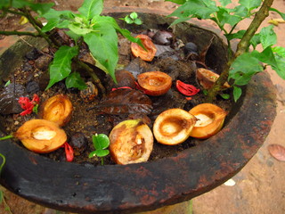 Spice garden close Kandy, Sri Lanka