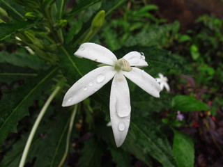 Flowers in Royal Botanical Gardens, Kandy, Sri Lanka