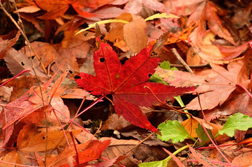 Naklejka na ściany i meble The autumn leaves, there, are extremely beautiful.