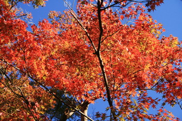 秋　鎌倉の紅葉　円覚寺