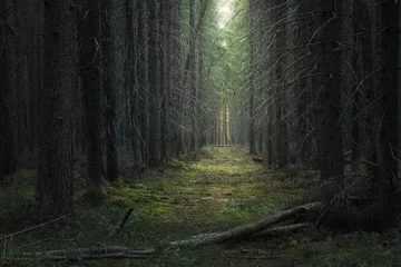 Wall murals Road in forest path in the moody dark coniferous forest