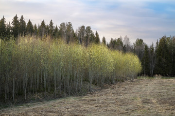 blooming willow bushes on the outskirts of the spring forest