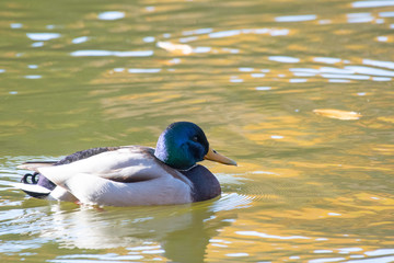 Mallard with reflection of autum leaves, in Igashira park, Moka city, Tochigi prefecture, Japan