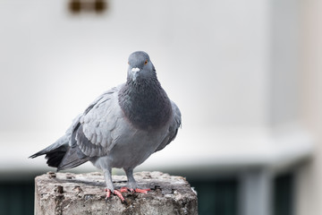 Pigeon bird on the electric pole.
