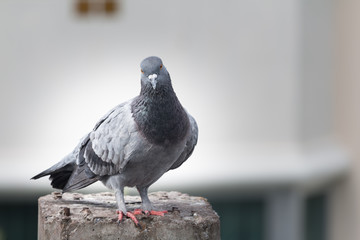 Pigeon bird on the electric pole.