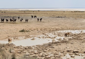 two female lyings drinking an relaxing at a waterhole in Etosha Nationalpark with a herd of black wildebeests in the background. Namibia