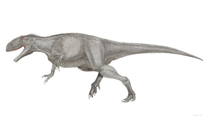 Obraz na płótnie Canvas ギガノトサウルス　現時点で確認されている肉食恐竜では最大級の恐竜。頭骨は1.5メートルを超えるが、ティラノサウルスのような頑丈なつくりではない。歯は薄く小さく、獲物を噛み砕くよりも鋭利に切り裂くのに適する。白亜紀後期に北米に君臨したティラノサウルスに対して、南米大陸の覇者である。