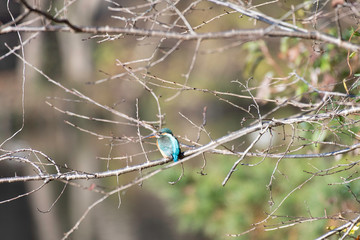 Common kingfisher in Igashira park, Moka city, Tochigi prefecture, Japan