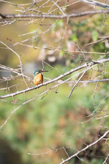 Common kingfisher in Igashira park, Moka city, Tochigi prefecture, Japan
