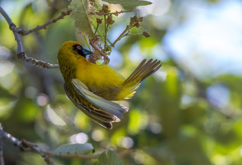 Male southern masked-weaver hangs below the spot where he will start building his nest image with copy space in horizontal format