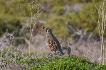 California Quail perched on a bush.