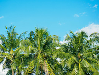 Fototapeta premium Landscape of coconut tree on sky background