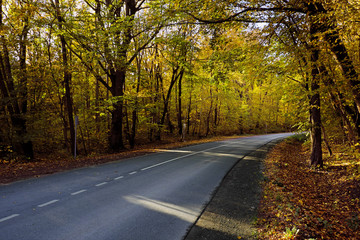 Autumn road