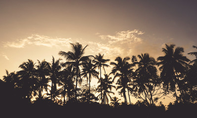 Landscape of coconut tree on sky background