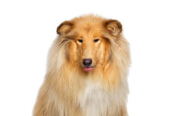 Funny Portrait of Collie Dog Showing tongue on Isolated White Background