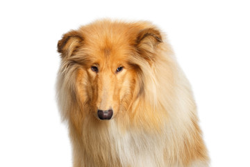 Portrait of Collie Dog Sad Looking at side on Isolated White Background