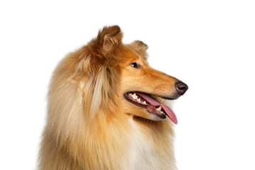 Closeup Portrait of Collie Dog in Profile on Isolated White Background
