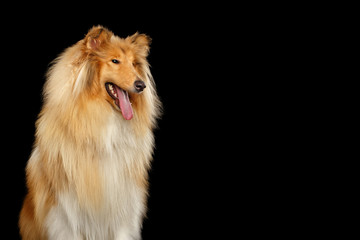 Portrait of Tall Collie Dog Looking at Side on Isolated Black Background