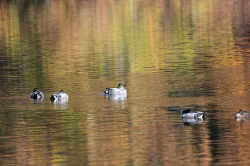 falcated teals with reflection of autumn leaves in Igashira park, Moka city, Tochigi prefecture, Japan
