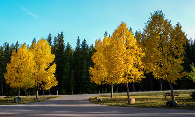 yellow leaves in trees in autumn canada
