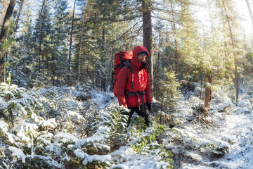 hiker with a red backpack walks through a snowy winter forest among coniferous trees along a trail