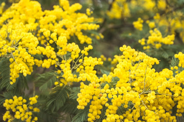 Beautiful blossom of yellow mimosa or acacia dealbata close up. Selective focus