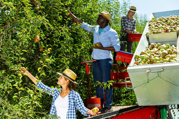 Workers picking pears on harvesting platform