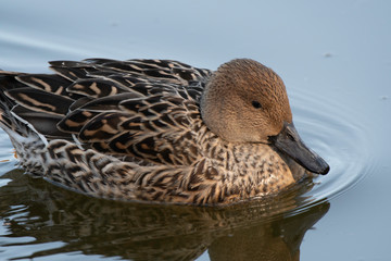 Pintail female in Igashira park, Moka city, Tochigi prefecture, Japan
