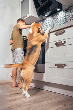 Boy preparing omelette for himself but beagle dog carefully watching for him. It standing rear legs and following a boy's movements.