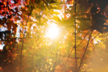 gorgeous sunbeam through the autumn tree leaves branches in the forest