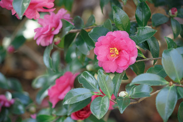 ピンクの山茶花
