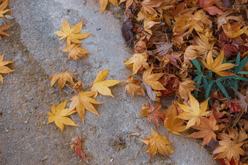 もみじの落ち葉