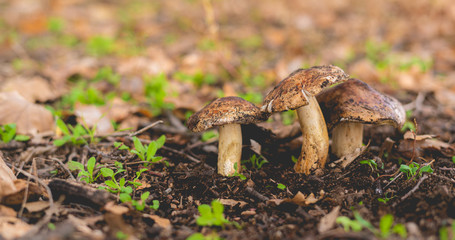 the dirty organic natural mushrooms grow in forest