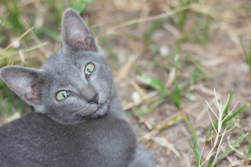 Characteristics of cats in Thailand