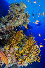 Coral Reef at the Red Sea, Egypt
