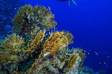 Coral Reef at the Red Sea, Egypt