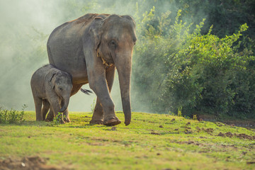 Aziatische olifantenfamilie die samen in het bos loopt.